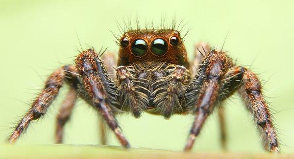 a close up of a jumping spider