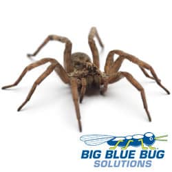 Spider Control In Rhode Island and Massachusetts