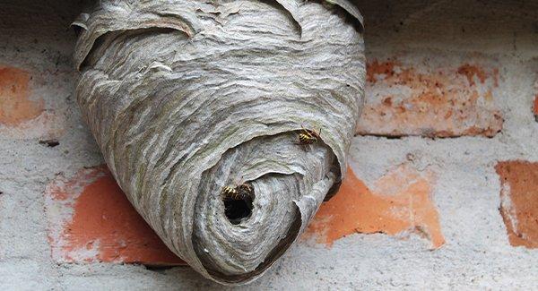 a large wasp nest