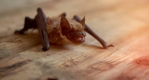 a small brown bat in the attack of a new england home during the dark of the night