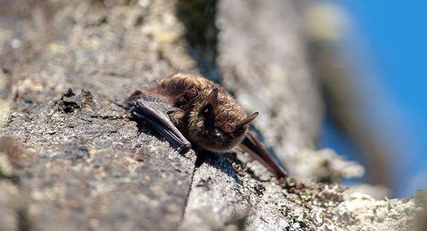a little brown bat in a tree