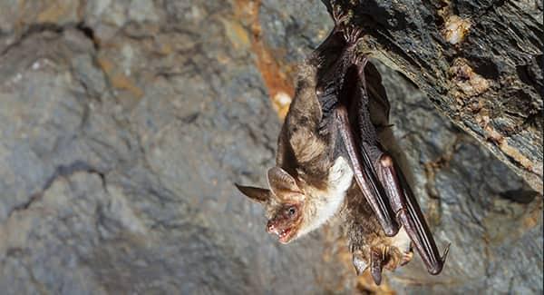 brown bat with an open mouth hanging from the roof top of a portland home