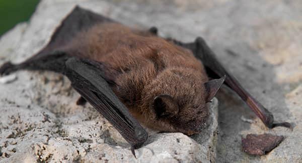 little brown bat on rock