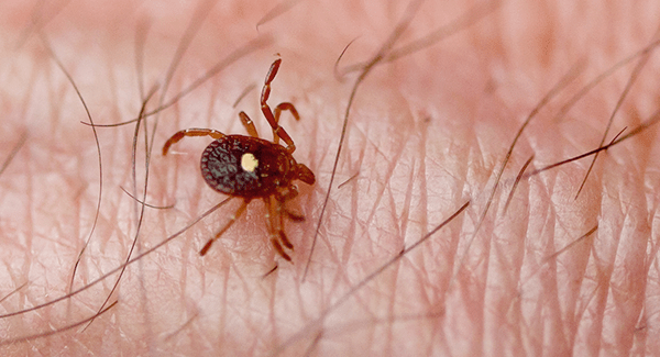 lone star tick crawling on skin