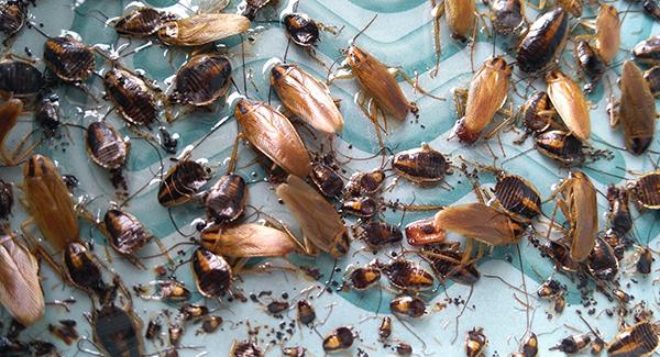 large group of cockroaches