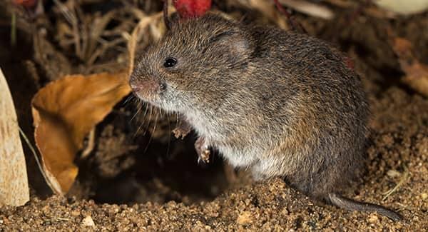 a grey meadow vole digging up a tunnel through out a new england yard