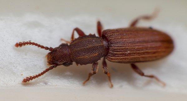 grain beetle in flour