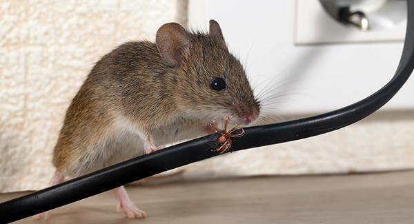 Problems with Using Mouse Traps in Your Home, Farm, or Business