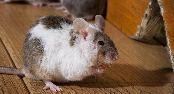 How to Get Rid of Mice In Your Home - Step by Step