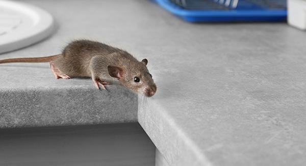 a mouse crawling on a counter top in a home