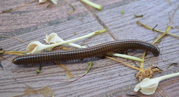 Tackling A Beetle Problem In Worcester