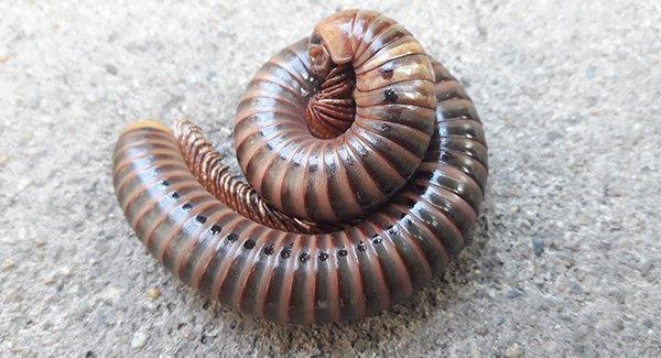 a millipede curled up on a garage floor