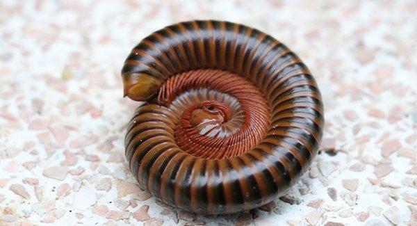 a millipede curled up on a patio