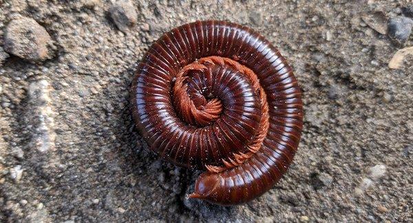 millipede curled up on patio