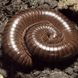 millipede curled up in a ma backyard