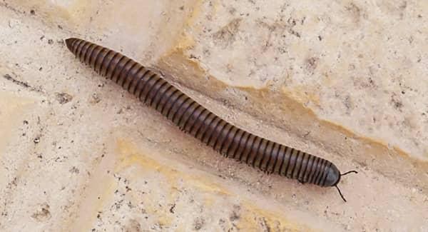 https://cdn.branchcms.com/jq7n0yplPo-1023/images/blog/millipede-in-new-england-home.jpg