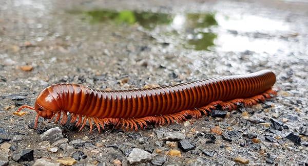 a millipede crawling the the walkway of a worcester massachusetts home