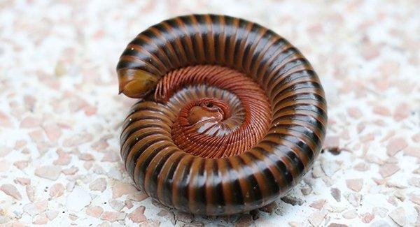 a millipede on patio deck