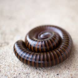 millipede curled up on basement floor