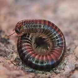 millipede curled up