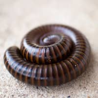 millipede found in providence