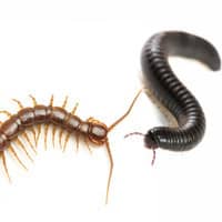 Image of a Centipede and a Millipede