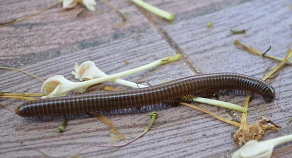 millipede crawling on ground