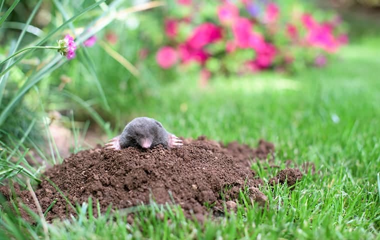 mole in yard