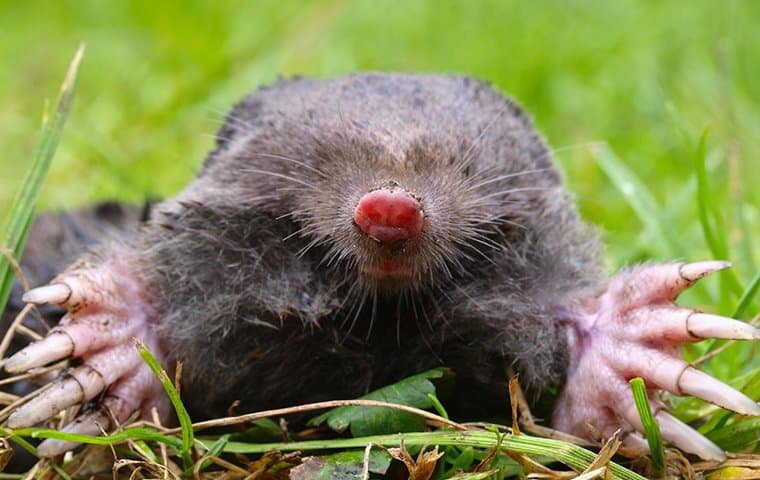 A mole emerging from a lawn.