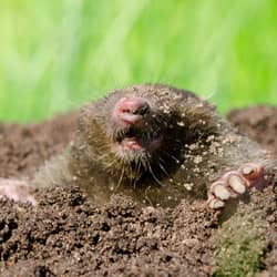 mole digging up lawn