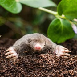 mole found in rhode island