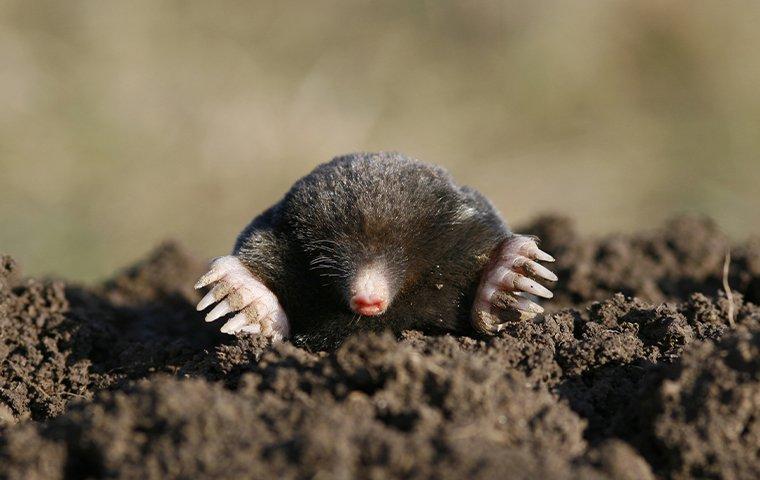 a mole in the ground