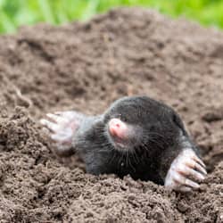 mole sticking out of molehill