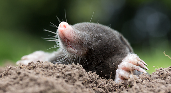 mole peeking out hole