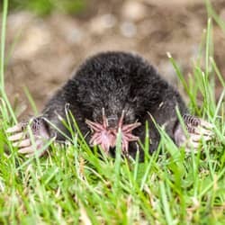 moles digging holes