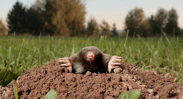 mole digging hole in lawn