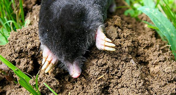 moles digging up yard