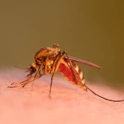 mosquito biting rhode island resident