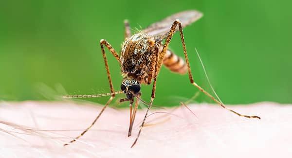 mosquito biting a human arm