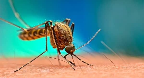 a disease carrying mosquito sucking the hairy arm of a new englander