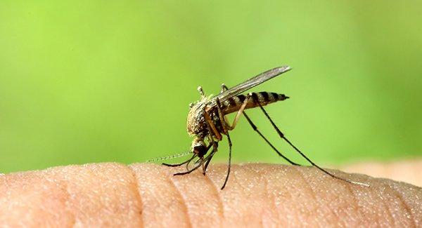 mosquito biting a hand