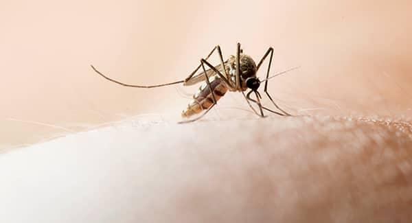 a mosquito biting the bare skin of a worcester massachusetts resident