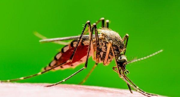 mosquito biting skin of finger