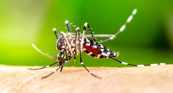 a mosquito biting a persons leg