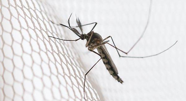 mosquito caught in a netting