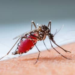 mosquito biting south portland resident