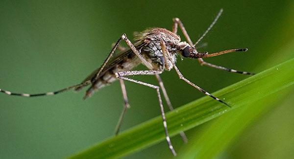 mosquito on a leaf