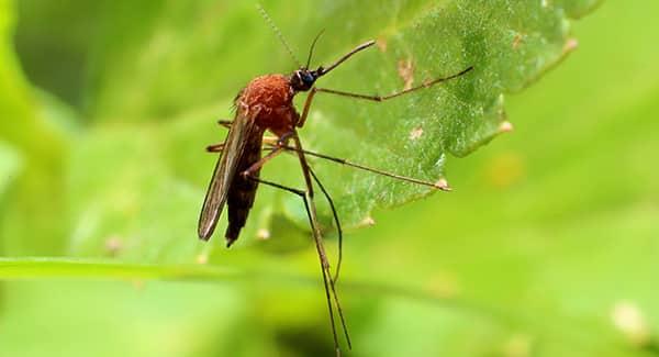 a thirsty mosquito driging stilled water off of a leaf in a portland maine backyard