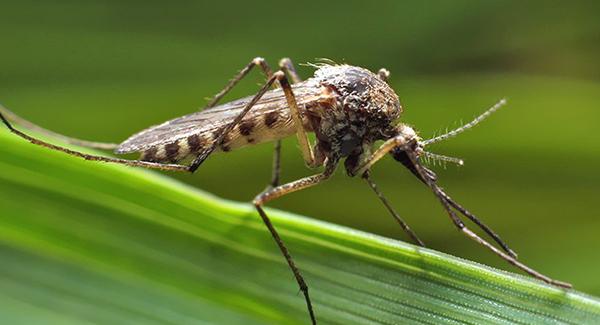 mosquito on blade of grass