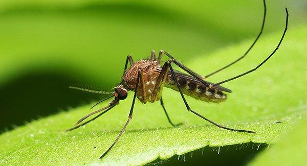 a mosquito on a garden leaf